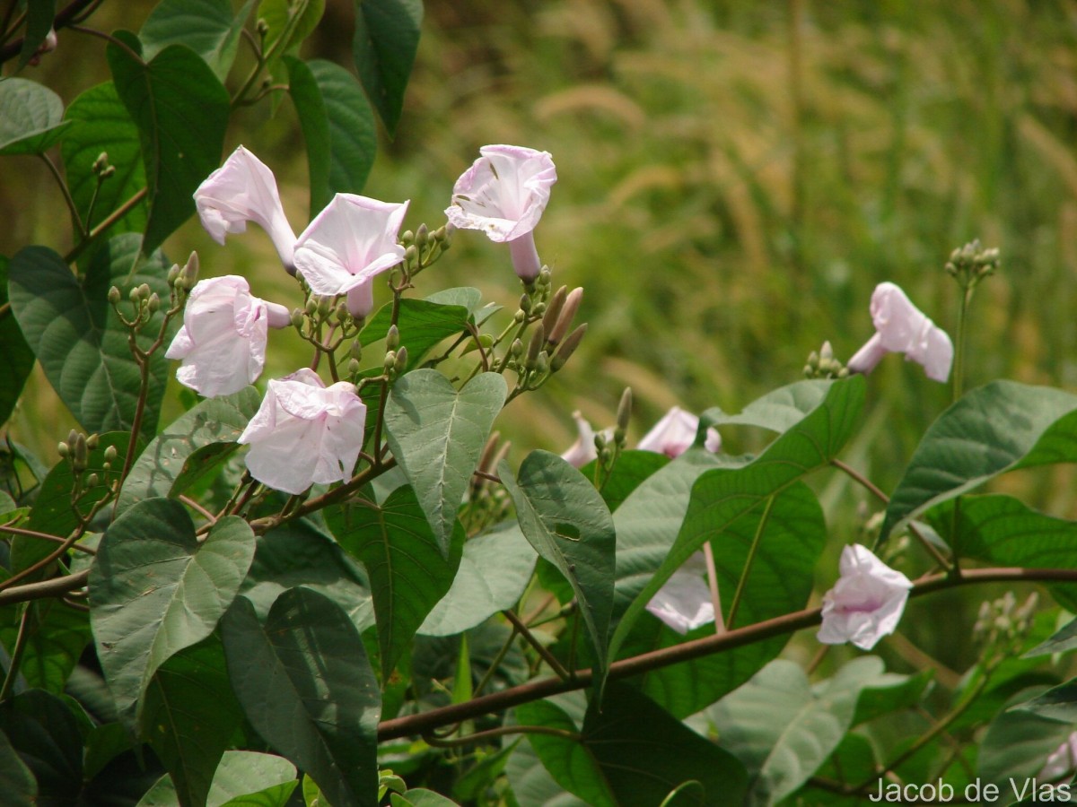 Ipomoea carnea Jacq.